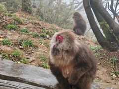 -峨眉山风景名胜区