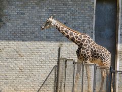 -石家庄市动物园
