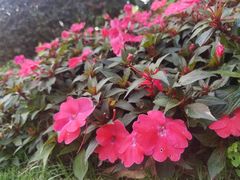 -深圳湾公园(南山区)