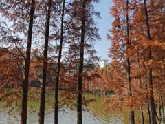 -三水森林公园