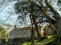 -桑洲油菜花景区