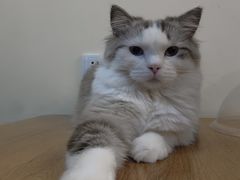 -滚猫咖啡·猫咖·猫友好撸猫(未来城店)