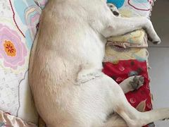 -纳吉亚猫专科动物医院博雅分院