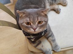-猫咪派对(江南西店)