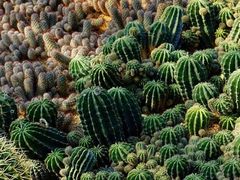 -深圳仙湖植物园