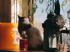 -平行世界·猫咖(首经贸店)
