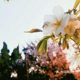 只要稍有留心，就会发现美丽无处不在