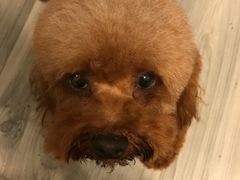 -PETKIT 小佩宠物·低压洗护·美容·寄养(安远店)