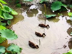 -莲花池公园