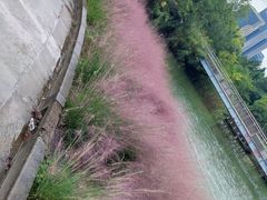-上海吴淞炮台湾国家湿地公园