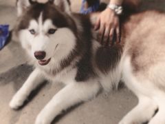 -TrueLove @ Neverland (Husky Cafe)