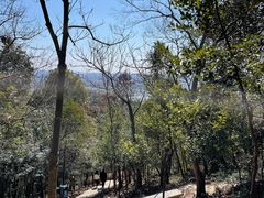 -上海佘山国家森林公园天马山园