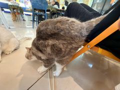 -平行世界·猫咖(首经贸店)