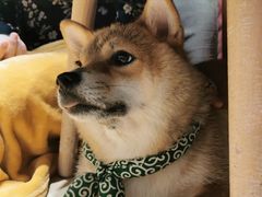 -逗柴咖啡屋·狗咖猫咖宠物桌游