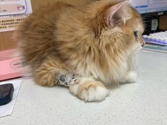 -瑞派康怡24h宠物医院·犬猫医疗中心·微创绝育(瑞景分院)