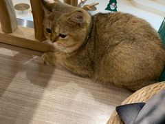 -飞行喵MR PILOT|猫舍·猫咖(静安大融城店)