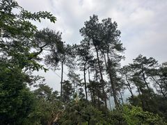-南山植物园