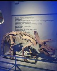 -恐龙探索乐园(磁器口店)