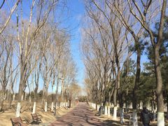 -大兴滨河森林公园