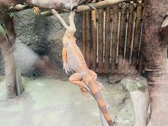 -武汉动物园