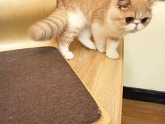-滚猫咖啡·猫咖·猫友好撸猫(未来城店)