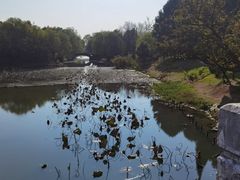 -贡湖湾湿地公园