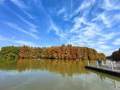 -上海海湾国家森林公园