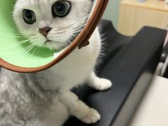 -乐派堂宠物医院·猫友好· 心脏科(东街店)