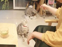 -平行世界·猫咖(首经贸店)