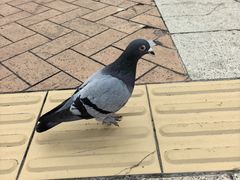 -九龙公园