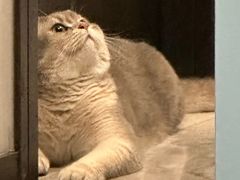 -欣宠猫屋·矮脚拿破仑·蓝金金渐层