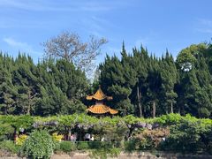 -嘉定紫藤园