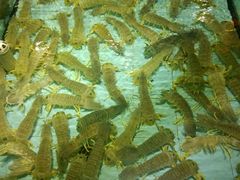 -渔民新村(番禺总店)