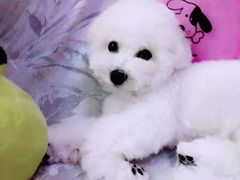 -喵宠乐园·撸猫互动·猫舍