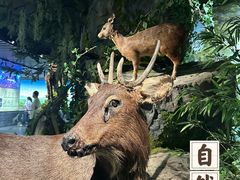 -四川大学博物馆