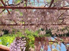 -嘉定紫藤园