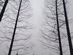 -黄海国家森林公园