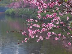 -重庆彩云湖湿地公园