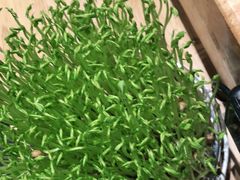 -好彩猪肚鸡(正弘城店)