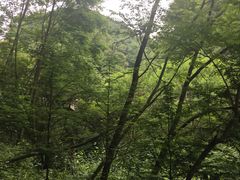 -都江堰中华大熊猫苑