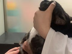-伟伟宠物医院·瑞派猫友好医院·猫科(光谷店)