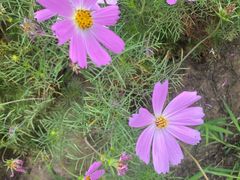 -西京湾花海