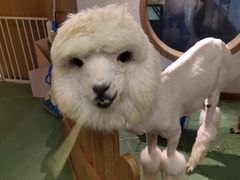 -藦茜花园宠物主题亲子互动体验馆(国顺东路店)