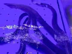 -富山日式料理(宽厚里店)