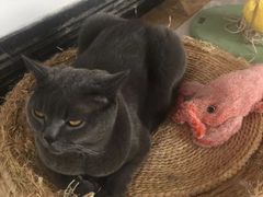 -Catmate·猫肥家润(金润铂宫店)