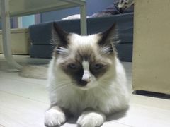 -喵的天空名猫咖啡馆·撸猫·猫舍·用品