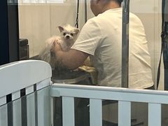-萌宠之家·腊肠犬·马尔泰·小体犬舍