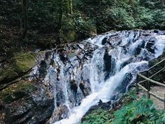 -莫里热带雨林景区
