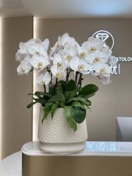 -深圳芙必优医疗美容·抗衰中心