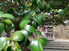-青岛崂山太清宫